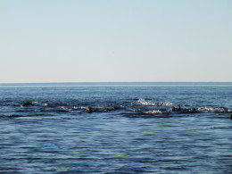 Миграция тюленей к Белому морю