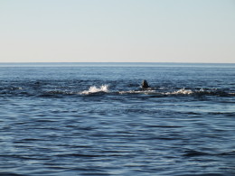 Миграция тюленей к Белому морю